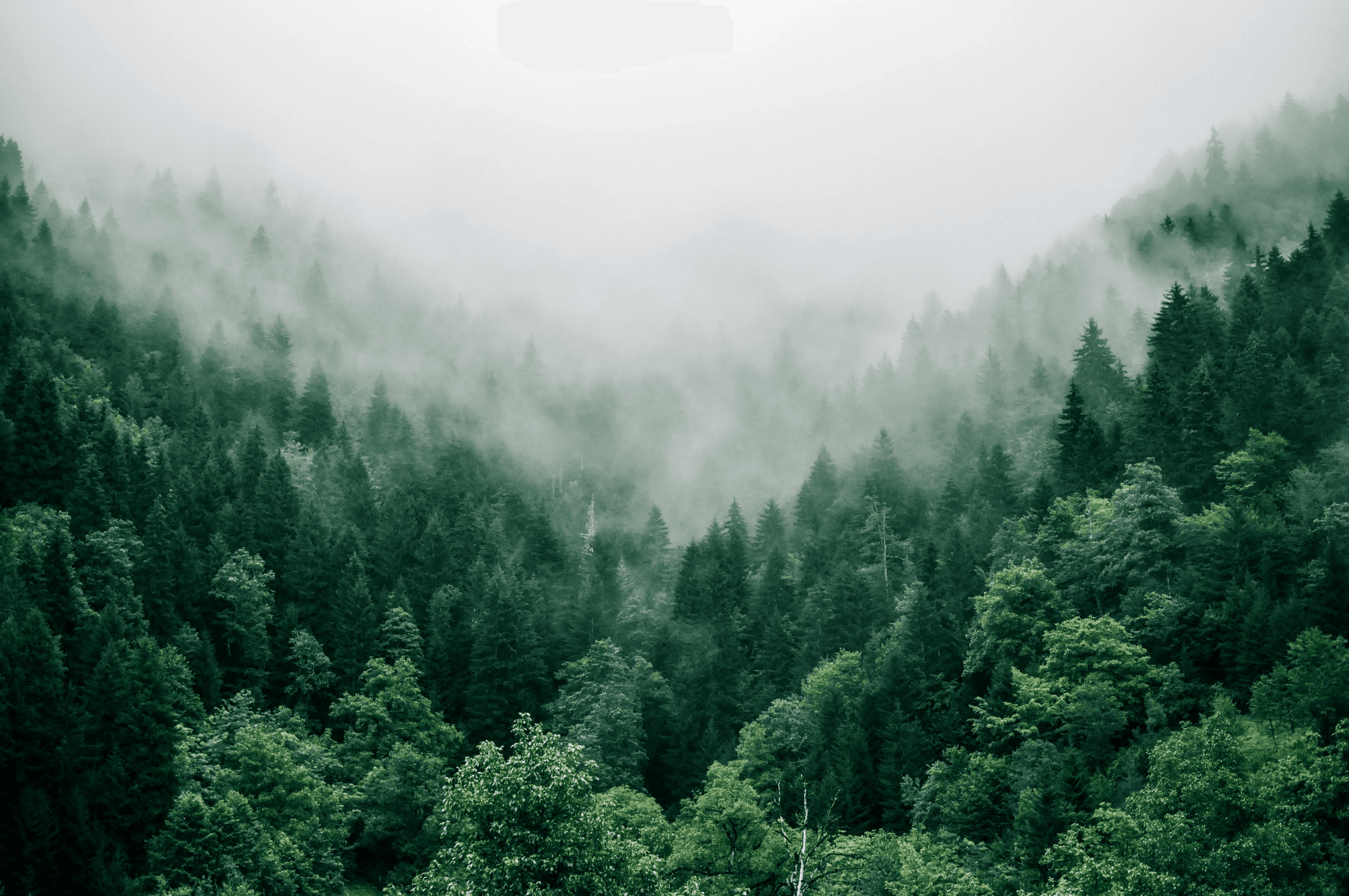 mountain-forest-in-fog-view